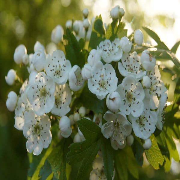 Crataegus monogyna (meidoorn) als haag