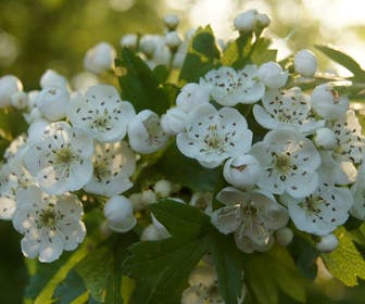 Meidoornhaag (Crataegus monogyna)