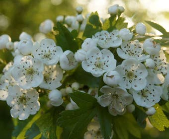Meidoornhaag (Crataegus monogyna)
