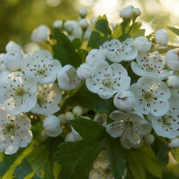 Eenstijlige meidoorn - Plantengids - Tuincentrum Roden Eenstijlige meidoorn - Plantengids - Tuincentrum Roden