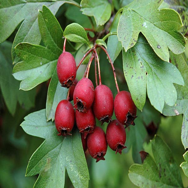 Bessen Crataegus monogyna
