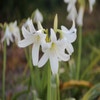 Haaklelie (Crinum x powellii 'Album')