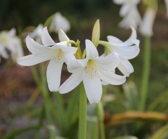 Haaklelie (Crinum x powellii 'Album')