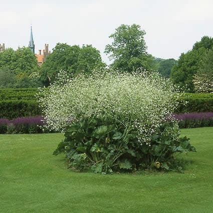 Zeekool Crambe maritima | Nederlands Soortenregister