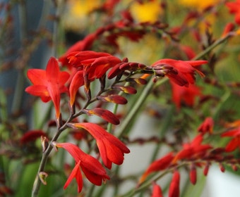 Montbretia (Crocosmia 'Emberglow') - bloembol