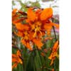 Montbretia bloembol (Crocosmia 'Emily McKenzie')