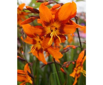 Montbretia bloembol (Crocosmia 'Emily McKenzie')