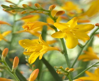 Montbretia (Crocosmia 'George Davidson')