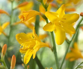 Montbretia (Crocosmia 'George Davidson')