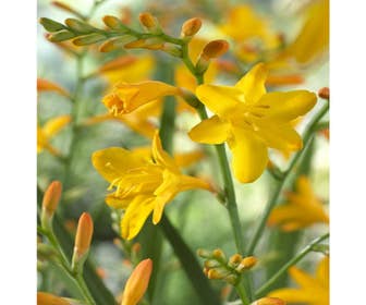 Montbretia bloembol (Crocosmia 'George Davidson')