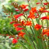 Montbretia (Crocosmia 'Red King')
