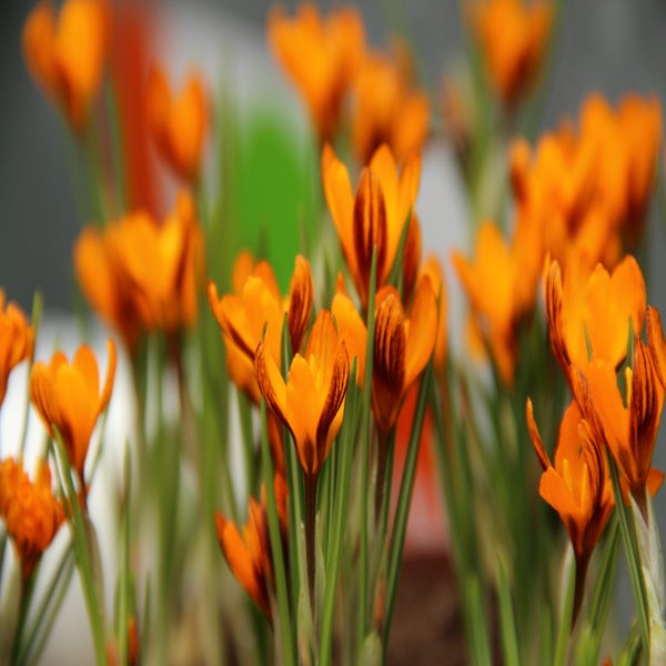 Crocus balansae 'Orange Monarch' (Krokus)
