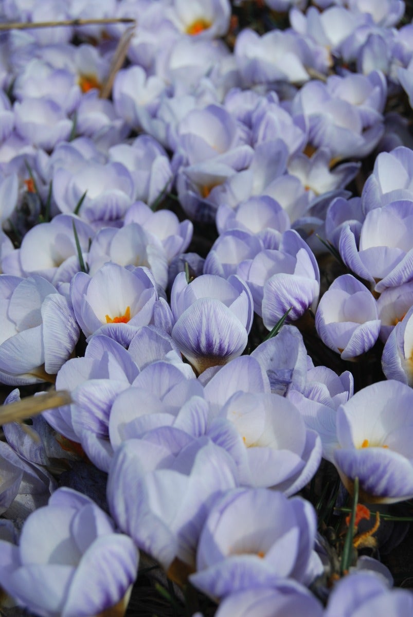 Crocus
