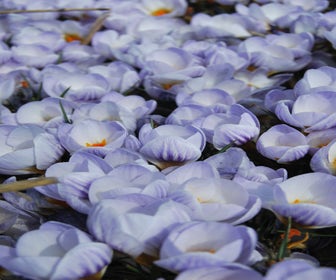 Krokus (Crocus chrysanthus 'Blue Marlin'®)