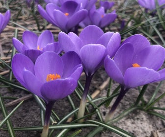 Krokus (Crocus 'Charente'®)