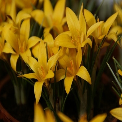 Crocus korolkowii (Krokus)