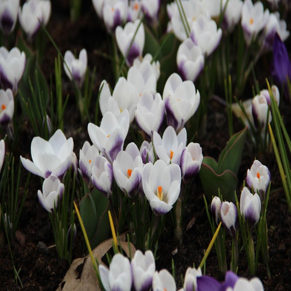 Krokus (Crocus Chrysanthus 'Prins Claus') | Directplant