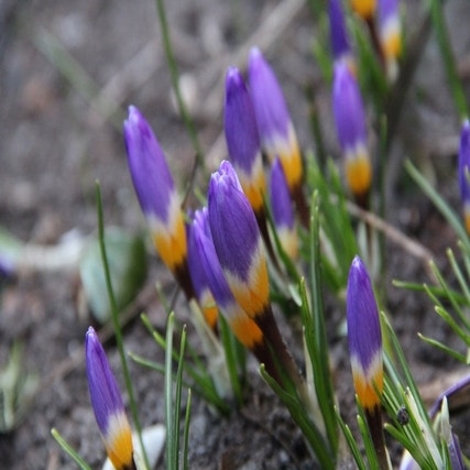Crocus sieberi 'Tricolor' (Krokus)