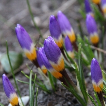 Crocus sieberi 'Tricolor' (Krokus)