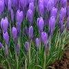 Krokus (Crocus tommasinianus 'Hummingbird')