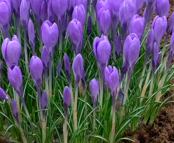 Krokus (Crocus tommasinianus 'Hummingbird')