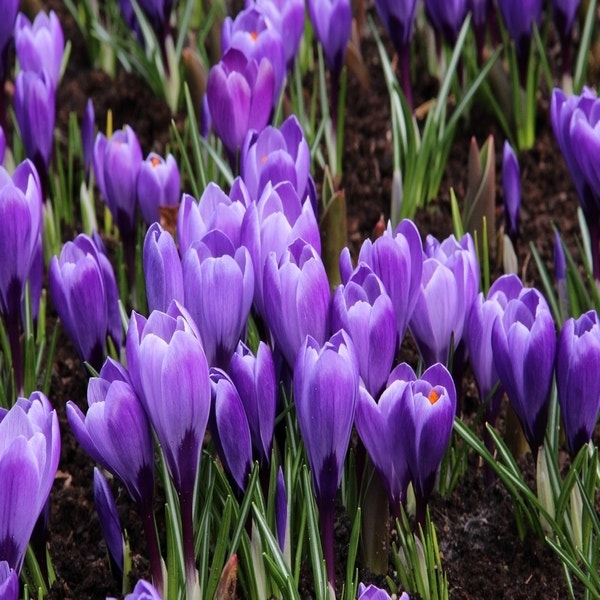 Crocus vernus 'Flower Record' (Krokus)