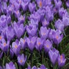 Krokus (Crocus vernus 'Grand Maitre')