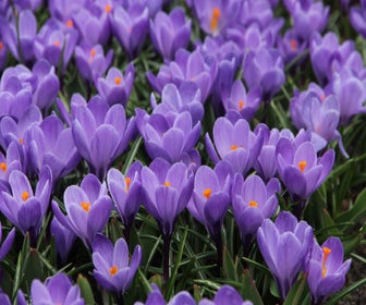 Krokus (Crocus vernus 'Grand Maitre')
