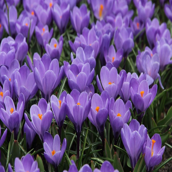 Krokus (Crocus vernus 'Grand Maitre')