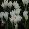 Krokus (Crocus vernus 'Jeanne d'Arc')