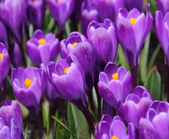 Krokus (Crocus vernus 'Remembrance')