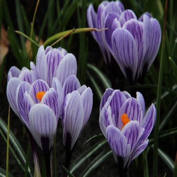 Crocus vernus 'Striped Beauty' (Krokus)