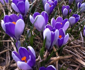 Krokus (Crocus vernus 'Whale Shark')