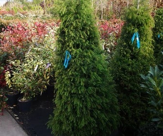 Sikkelden (Cryptomeria japonica 'Elegans')
