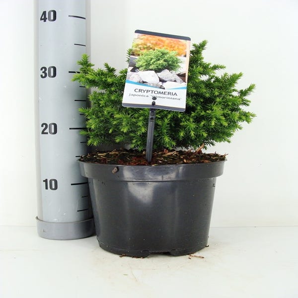Japanse dwergcipres (Cryptomeria japonica 'Vilmoriniana') 25/30 cm