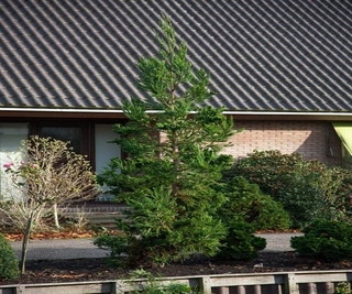 Japanse hanekam (Cryptomeria japonica 'Cristata')