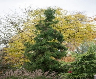 Sikkelden (Cryptomeria japonica. 'Monstrosa Nana')