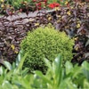 Dwergconifeer (Cryptomeria japonica 'Vilmorin Gold')