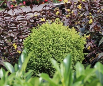 Dwergconifeer (Cryptomeria japonica 'Vilmorin Gold')