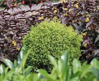 Dwergconifeer (Cryptomeria japonica 'Vilmorin Gold')