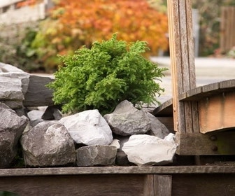 Japanse dwergcipres (Cryptomeria japonica 'Vilmoriniana') 