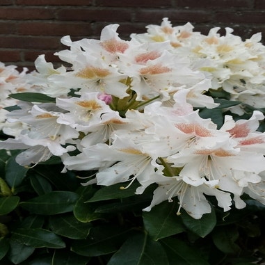 Rhododendron 'Cunningham White' (Rhododendron)