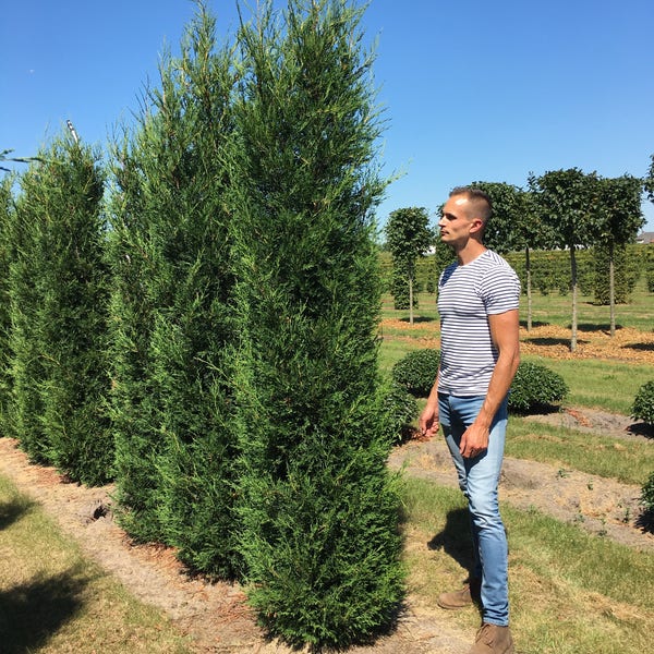 Cupressocyparis leylandii '2001' 250-300 cm