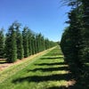Grote snelgroeiende conifeer (Cupressocyparis leylandii)