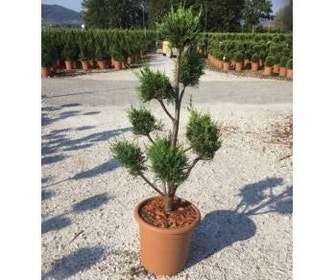 Groene conifeer als pompon (Cupressocyparis leylandii)