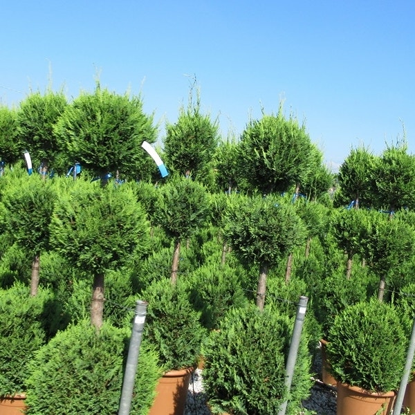 Produktbild von KENTIS - Cupressocyparis Leylandii Castlewellan Gold - Spiral-Zypressen
