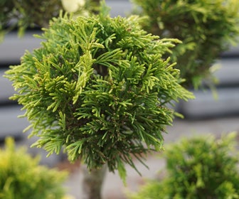 Gele conifeer als pompon (Cupressocyparis leylandii 'Gold Rider')