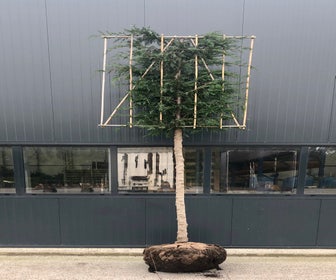 Snelgroeiende conifeer als leiboom (Cupressocyparis leylandii)