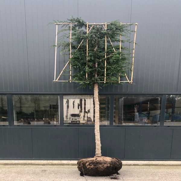 Cupressocyparis leylandii 20/25 cm, stam 200 cm, rek 140x140 cm