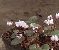 Rondbladige cyclaam (Cyclamen coum)